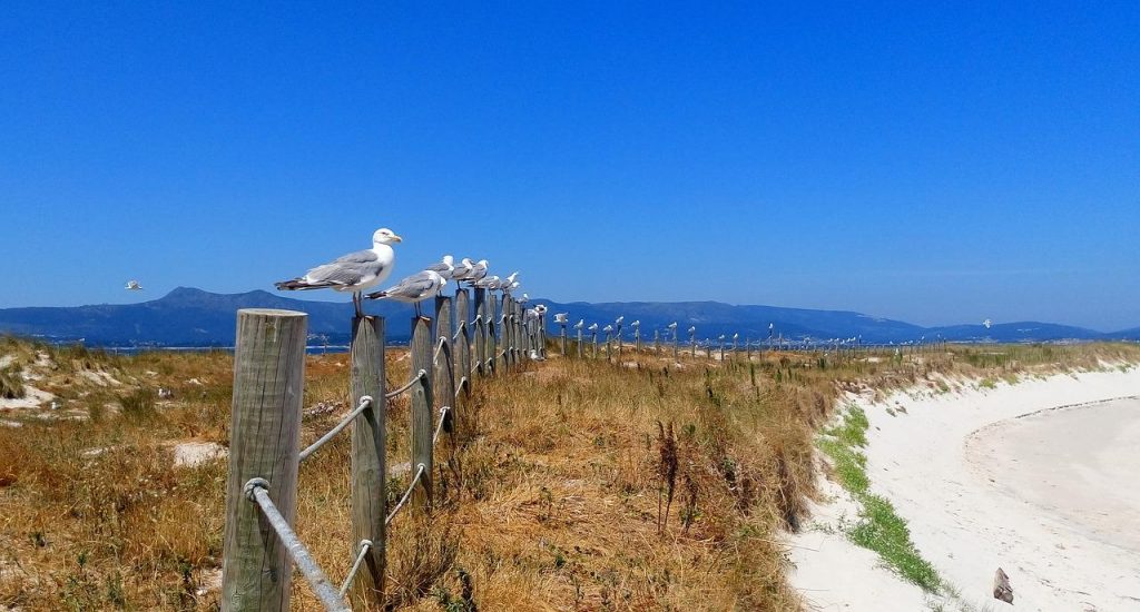 Visitar la Isla de Areoso